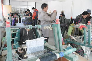 彭波半细毛羊新品种及配套技术转化推广软件开发